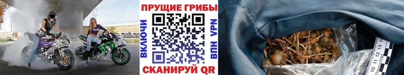 цены наркотик  Судогда  Псилоцибиновые грибы MAGIC MUSHROOMS 